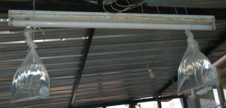 Karadeniz usulü sineksavar