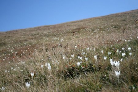 Karadeniz yaylalarında kışın habercisi 'vargit' çiçekleri açtı