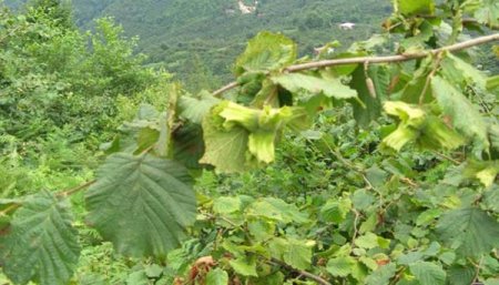 Karadeniz'den sonra en çok fındık üretimi Bitlis’in Hizan ilçesinde yapılıyor