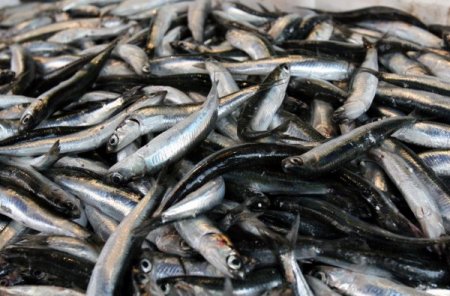 Karadeniz'e Erken Gelen Hamsi, Bölgeyi Terk Etti