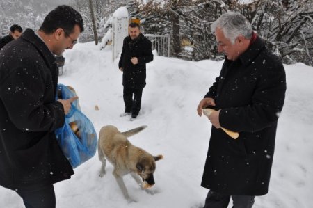 Karagöl'e Sahipsiz Köpekler İçin Ekmek Bırakıldı