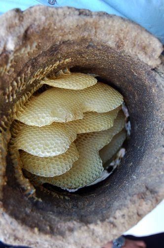 Karakovan Balının Kilosu 100 Tl'ye Satılıyor