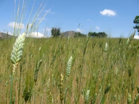 Karaman Ziraat Odası Başkanı Yılmaz: Buğday Üreticisi Bu Yıl Zarar Etti