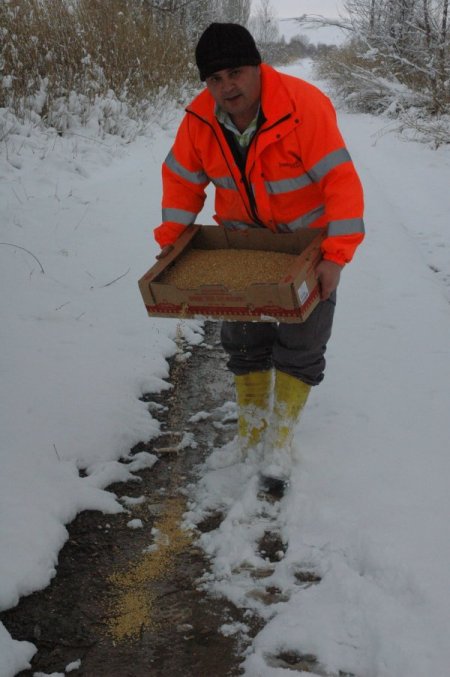 Karda Aç Kalan Yabani Hayvanlara Yem Bırakıldı