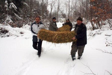 Karda yiyecek sıkıntısı çeken yaban hayvanlarına yem bırakıldı