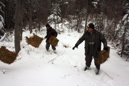 Karda yiyecek sıkıntısı çeken yaban hayvanlarına yem bırakıldı