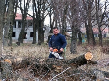 Kargalardan Kurtulmak İsteyen Şarkışla Belediyesi, Çözümü Ağaçları Kesmekte Buldu