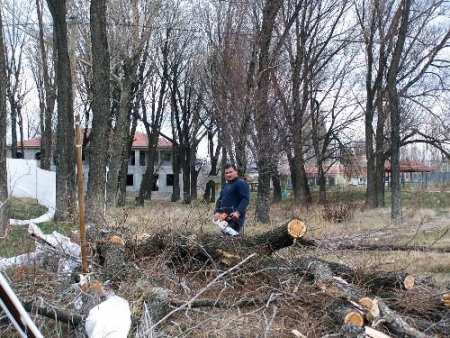 Kargalardan Kurtulmak İsteyen Şarkışla Belediyesi, Çözümü Ağaçları Kesmekte Buldu
