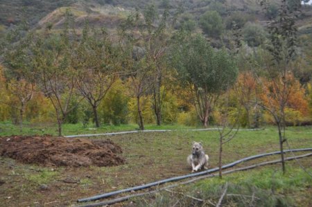 Karlısu Halkı 2b Yasasını Umutla Bekliyor