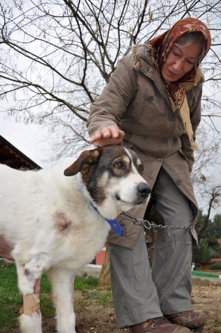 Karnından 13 tümör alınan köpek sağlığına kavuştu