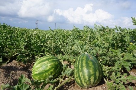 Karpuz bu sene de kabak tadı verecek!