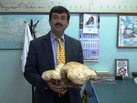 Karpuz Büyüklüğündeki Mantar Dikkat Çekiyor