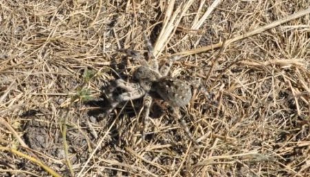 Kars Kuyucuk'ta Zehirli Tarantula Örümceği Bulundu