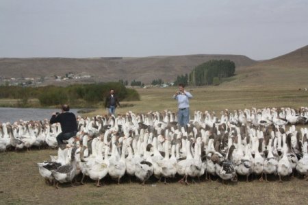 Kars’ın beyaz altını kaz tüyü keşfedildi, artık yurt dışına ihraç edilecek