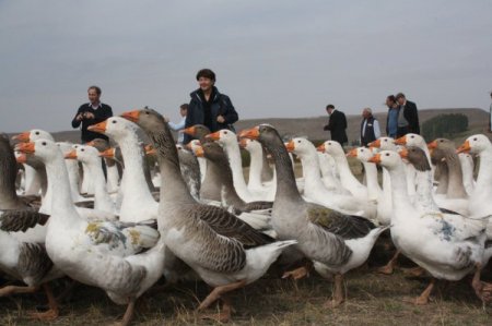 Kars’ın beyaz altını kaz tüyü keşfedildi, artık yurt dışına ihraç edilecek