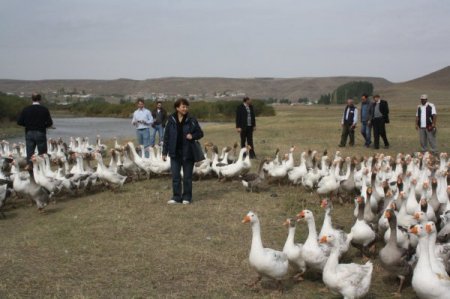 Kars’ın beyaz altını kaz tüyü keşfedildi, artık yurt dışına ihraç edilecek