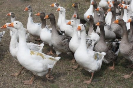 Kars’ın beyaz altını kaz tüyü keşfedildi, artık yurt dışına ihraç edilecek