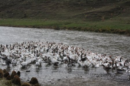 Kars’ın beyaz altını kaz tüyü keşfedildi, artık yurt dışına ihraç edilecek