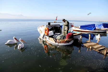 Karşıyaka sahilleri pelikanlarla şenlendi
