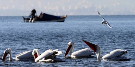 Karşıyaka sahilleri pelikanlarla şenlendi