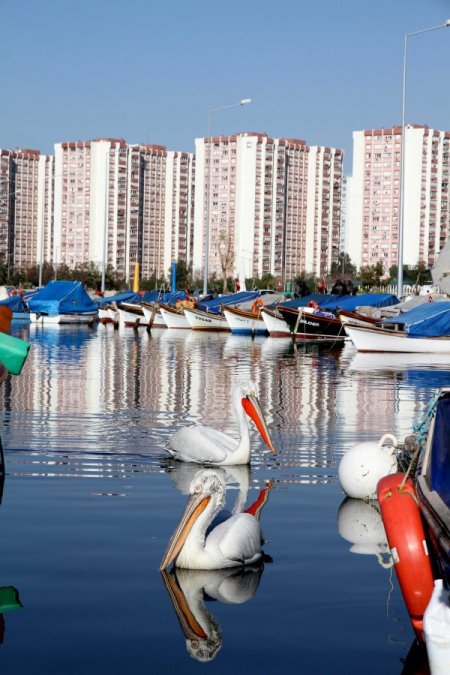 Karşıyaka sahilleri pelikanlarla şenlendi