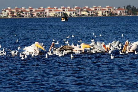 Karşıyaka sahilleri pelikanlarla şenlendi