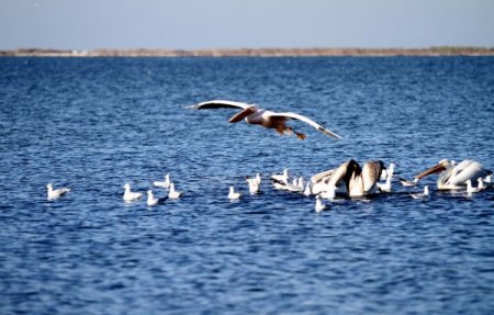 Karşıyaka sahilleri pelikanlarla şenlendi