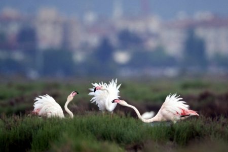 Karşıyaka taraftarı: Flamingolar bize emanet