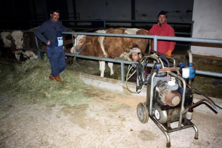 Kars'ta çiğ süte destek ödemesi yapılacak
