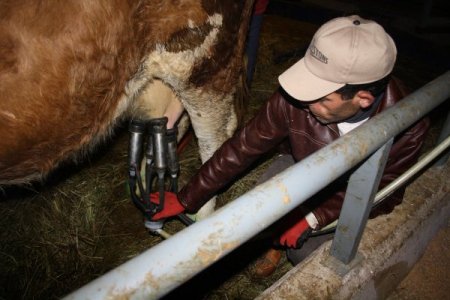 Kars'ta çiğ süte destek ödemesi yapılacak