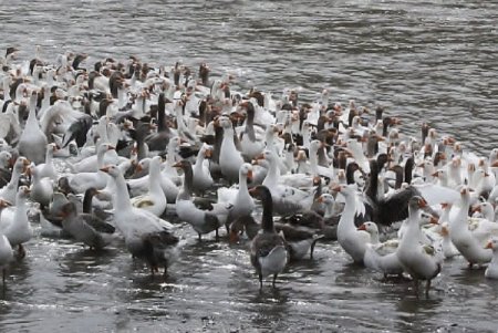 Kars’ta kaz yetiştiriciliği yeni bir gelir kapısı oldu