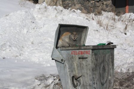 Kars'ta termometreler -37'yi gördü