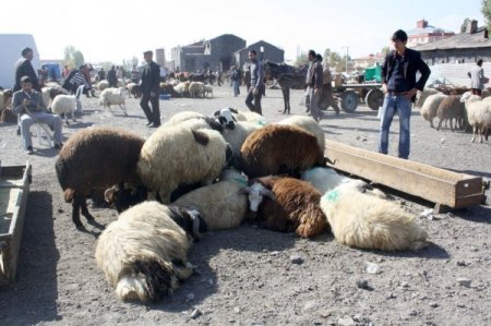 Kars’tan Batı'ya kurban sevkinde son kamyonlar yola çıktı