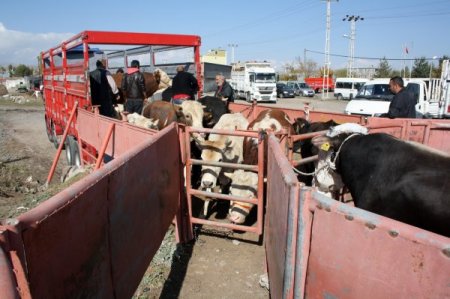 Kars’tan Batı'ya kurban sevkinde son kamyonlar yola çıktı