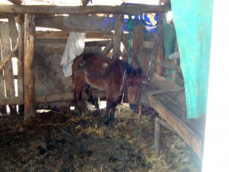 Kasaplara Satmak İçin Kestiği 3 Atı Parçalara Ayırırken Yakalandı