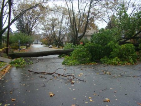 Kasırga etkisini gösterdi New Jersey’de ağaçlar devrildi