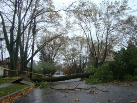 Kasırga etkisini gösterdi New Jersey’de ağaçlar devrildi