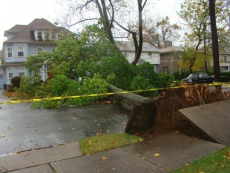 Kasırga etkisini gösterdi New Jersey’de ağaçlar devrildi