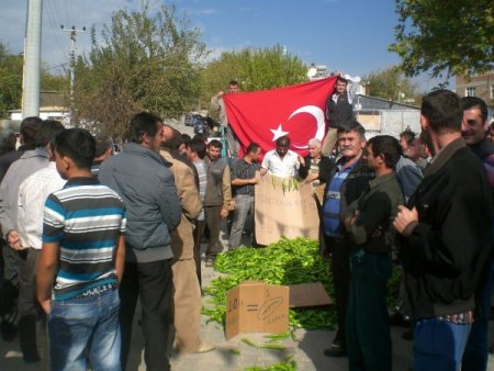 Kaş'ta Çavdırlı çiftçi biberin 20 kuruşluk fiyatına tepki gösterdi