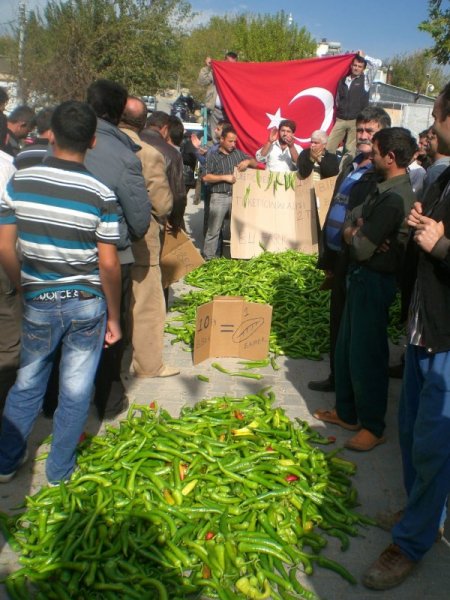 Kaş'ta Çavdırlı çiftçi biberin 20 kuruşluk fiyatına tepki gösterdi