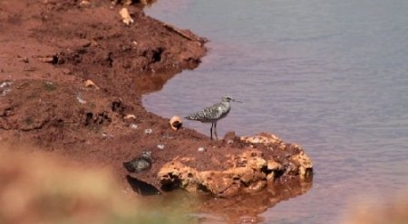 Kaş'ta Türkiye'ye özgü 26 yeni bitki tespit edildi