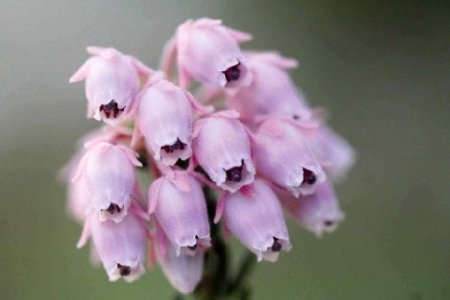 Kaş'ta Türkiye'ye özgü 26 yeni bitki tespit edildi