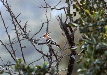 Kaş'ta Türkiye'ye özgü 26 yeni bitki tespit edildi