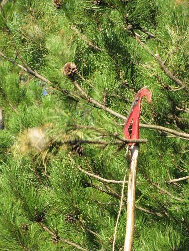 Kastamonu Ormanlarında Çamkese Böcekleriyle Mekanik Mücadele Başlatıldı