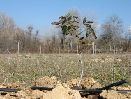 Kastamonu'da Meyvecilik Gelişiyor