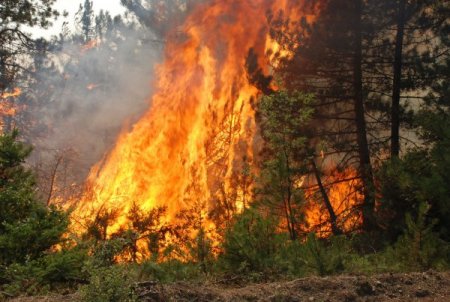 Kastamonu'nun Ciğerleri Yandı