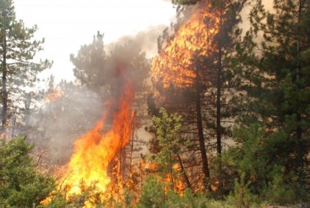 Kastamonu'nun Ciğerleri Yandı