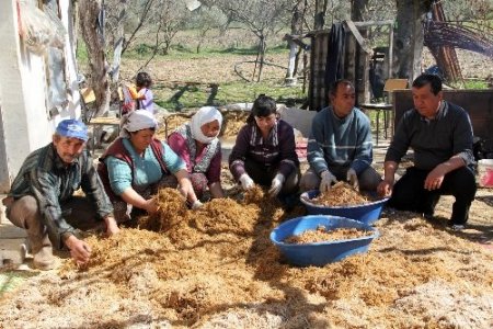 Kayın mantarı çiftçinin yeni gözdesi