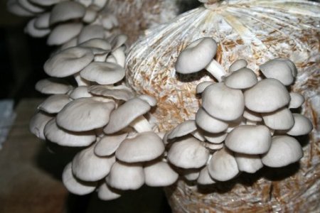 Kayın mantarı çiftçinin yeni gözdesi