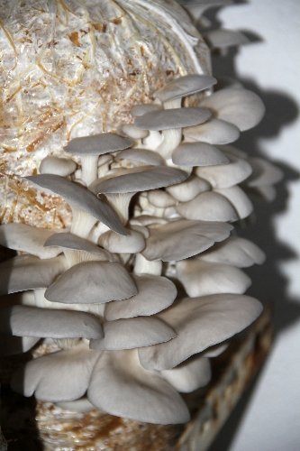 Kayın mantarı çiftçinin yeni gözdesi